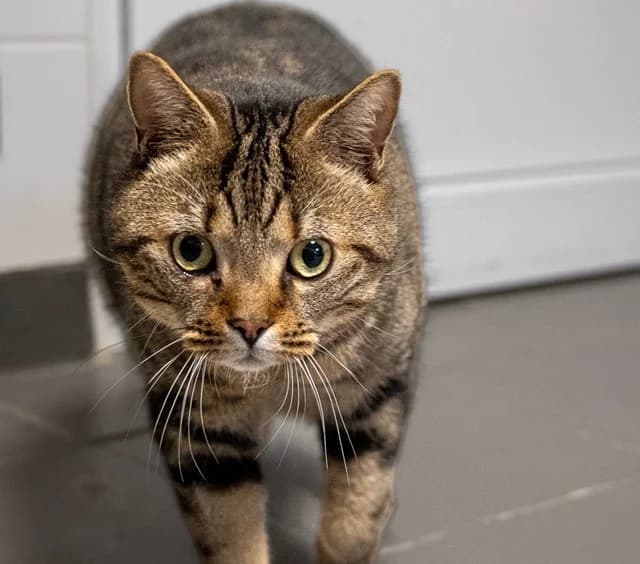 Amande, male mixed breed for adoption at Poulainville