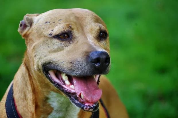 Nala, Mixed Breed (Fondation Brigitte Bardot)