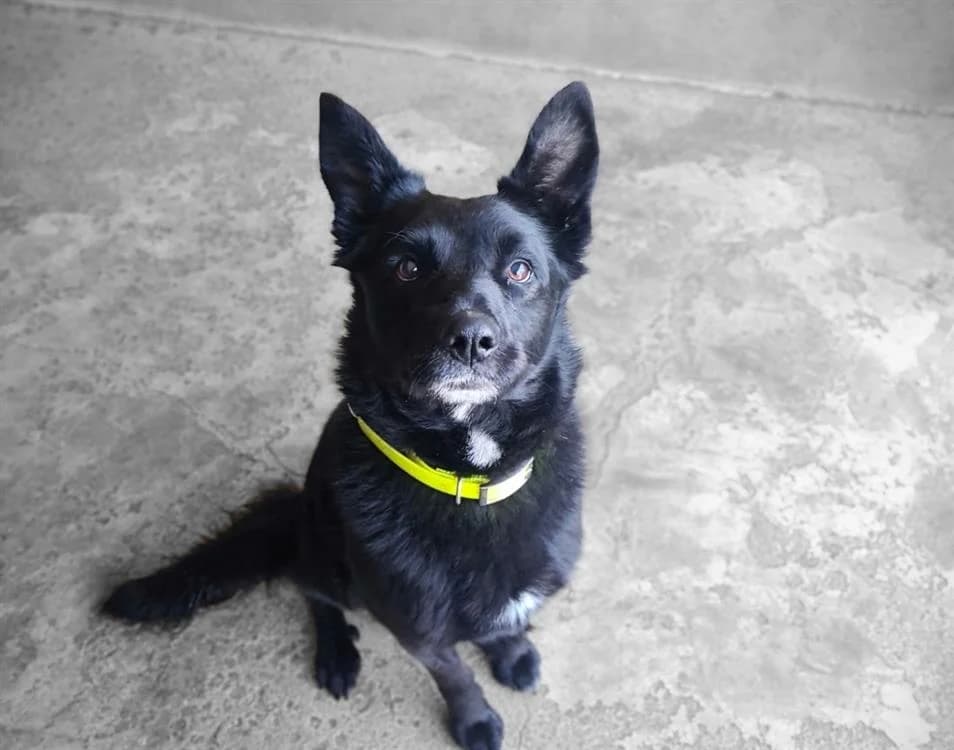 OWEN, Mixed Breed (SPA Troyes)