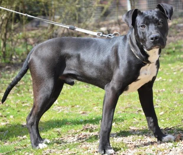 Tanos, Mixed Breed (Fondation Brigitte Bardot)