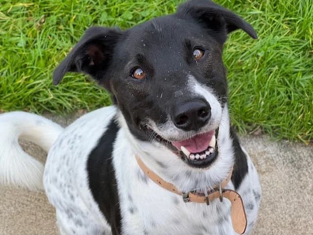LACOSTE, Border Collie (Le Bois Pinson))