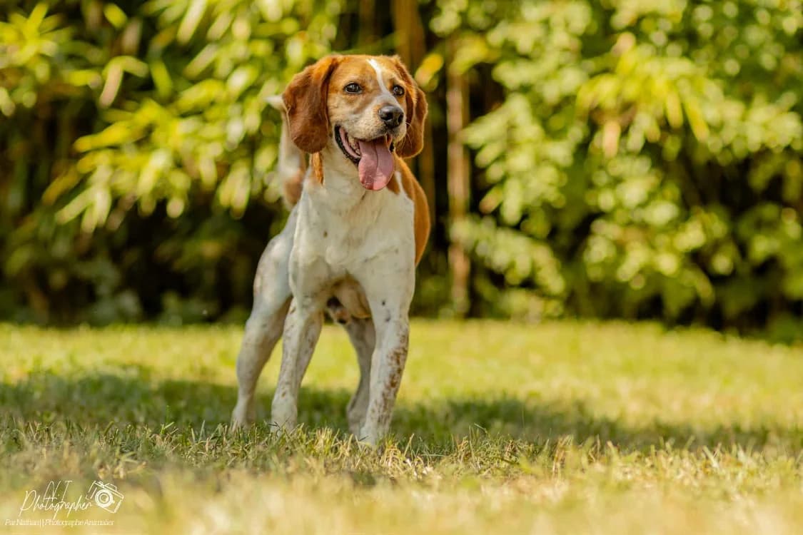 Nero, Mixed Breed (SPA Cabourg)