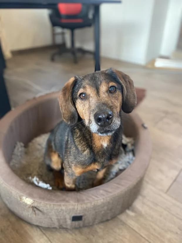 Pompom, Mixed Breed (Fondation Brigitte Bardot)