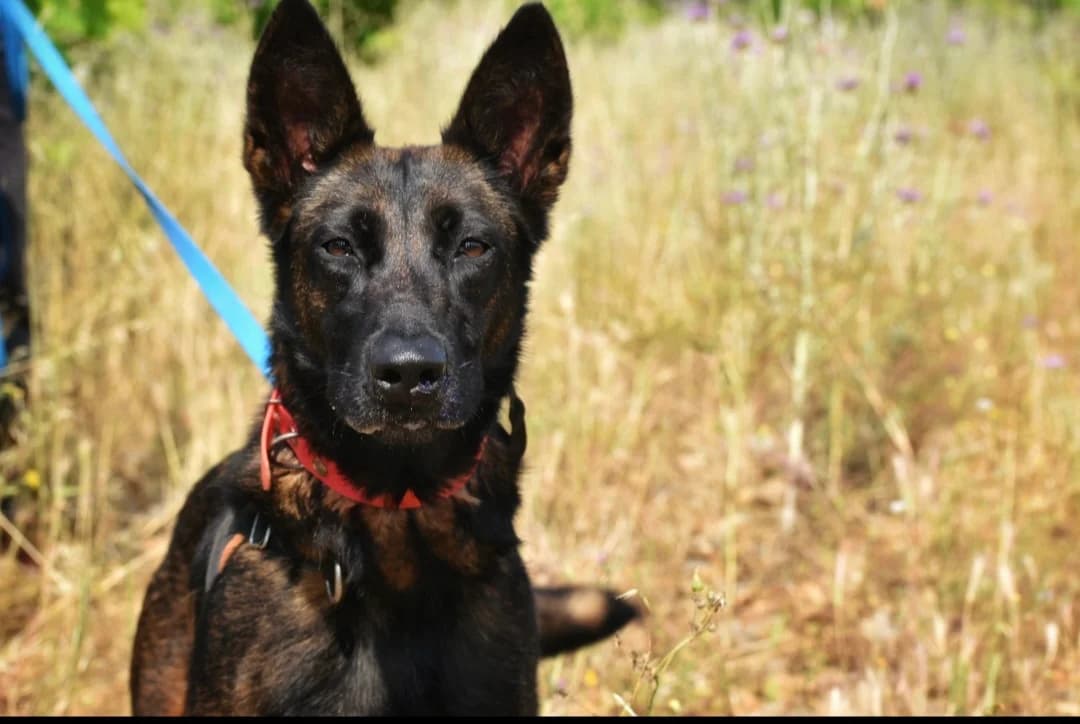 GUAPA, Belgian Malinois (Vallerargues))