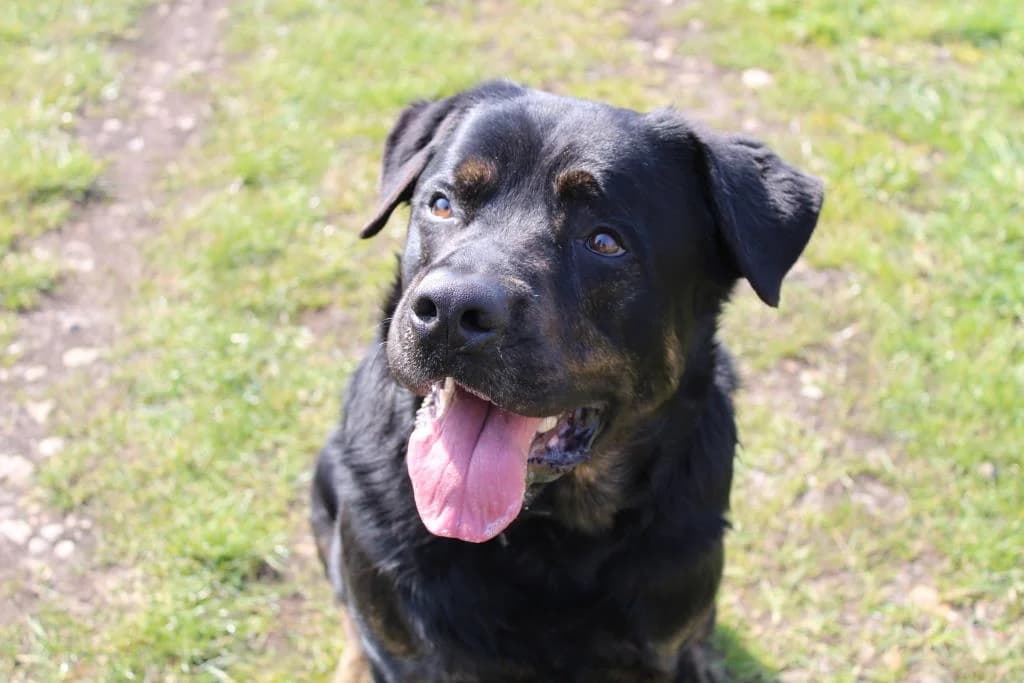 Falko, male senior Cane Corso for adoption at SPA Cabourg, Cabourg