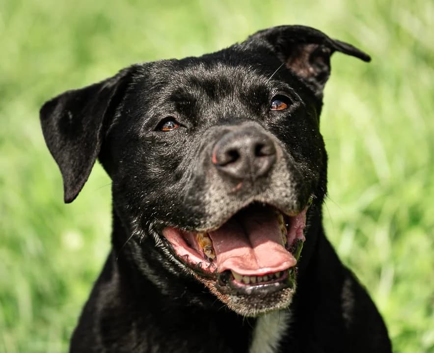 POLAX, Labrador Retriever (SPA Chilleurs-aux-Bois)