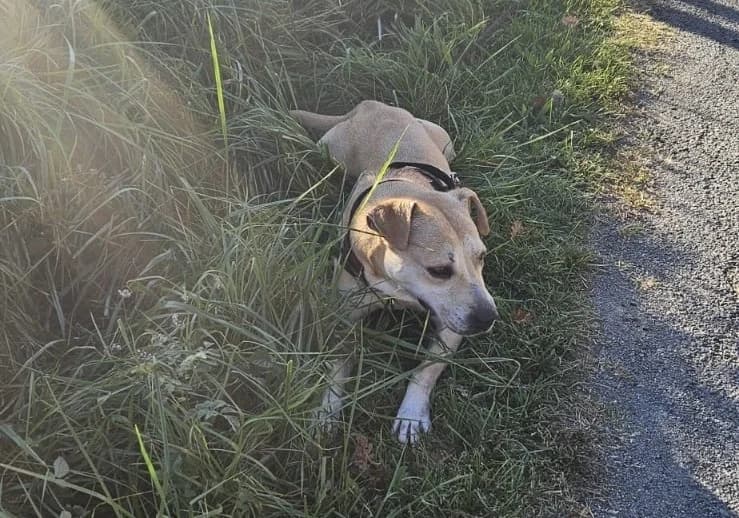 Paulette, female Labrador Retriever for adoption at SPA Albi (Le Garric), Albi