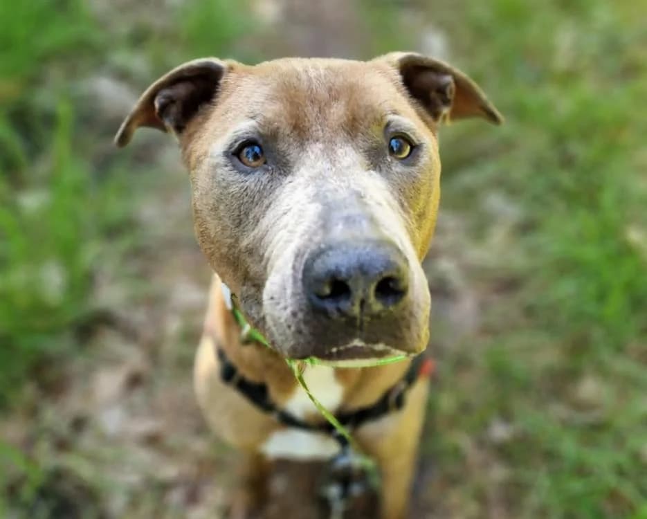 PABLO, Mixed Breed (SPA Mont-de-Marsan)