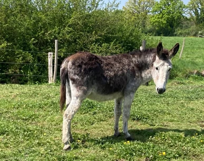 FLORIE,  (SPA Grand Refuge de Pervenchères)