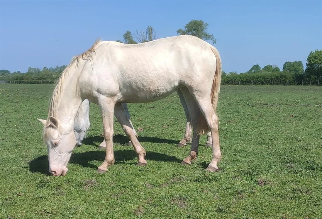 VIQI SHESH, female mixed breed for adoption at SPA Grand Refuge de Pervenchères, Pervencheres