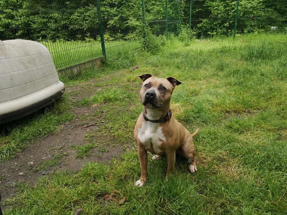 Nala, female senior American Staffordshire Terrier for adoption at SPA Inzinzac-Lochrist, Inzinzac