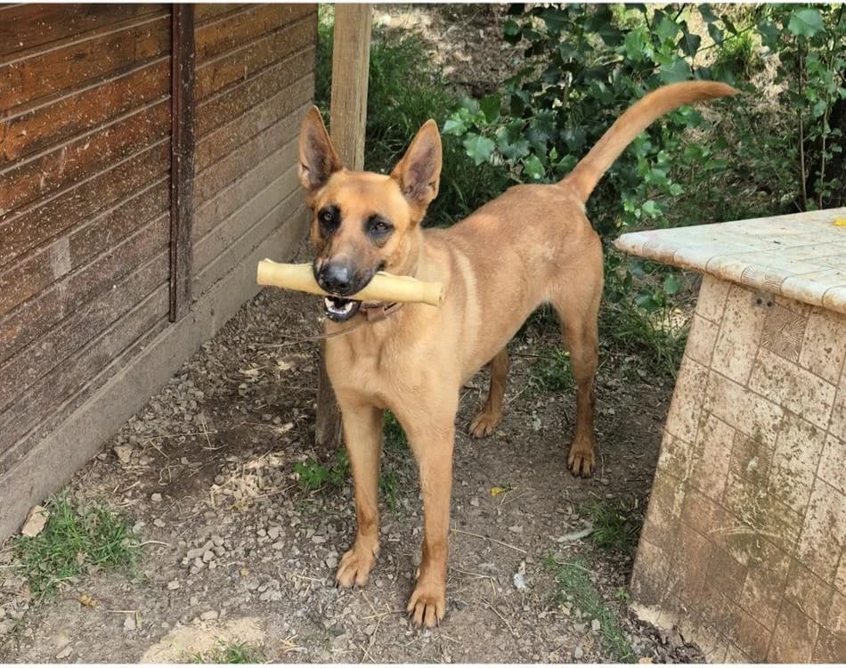 Théos, brown_chocolate male Belgian Malinois for adoption at SPA Albi (Le Garric), Albi