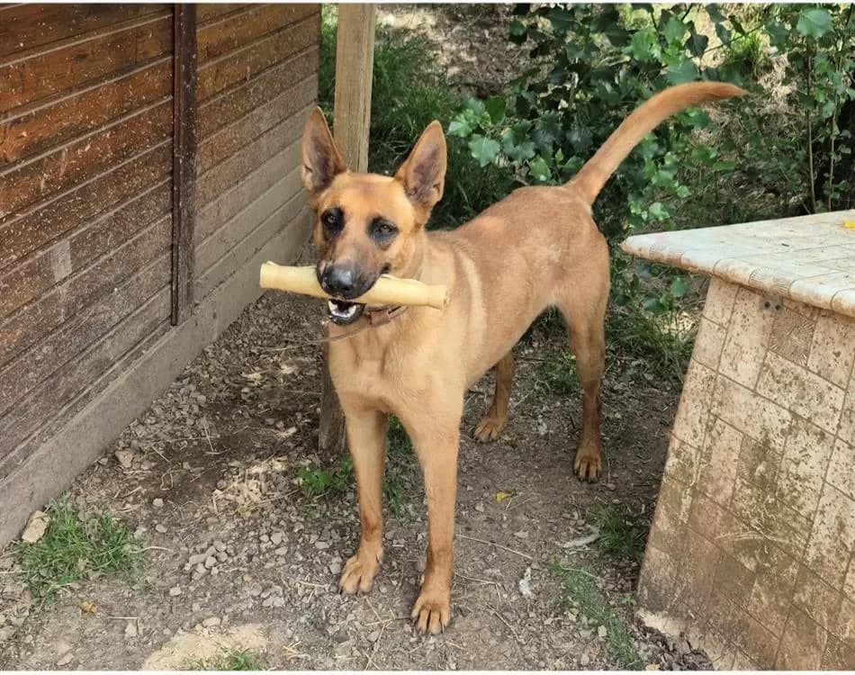 Théos, male Belgian Malinois for adoption at Le Garric), Albi photo 2