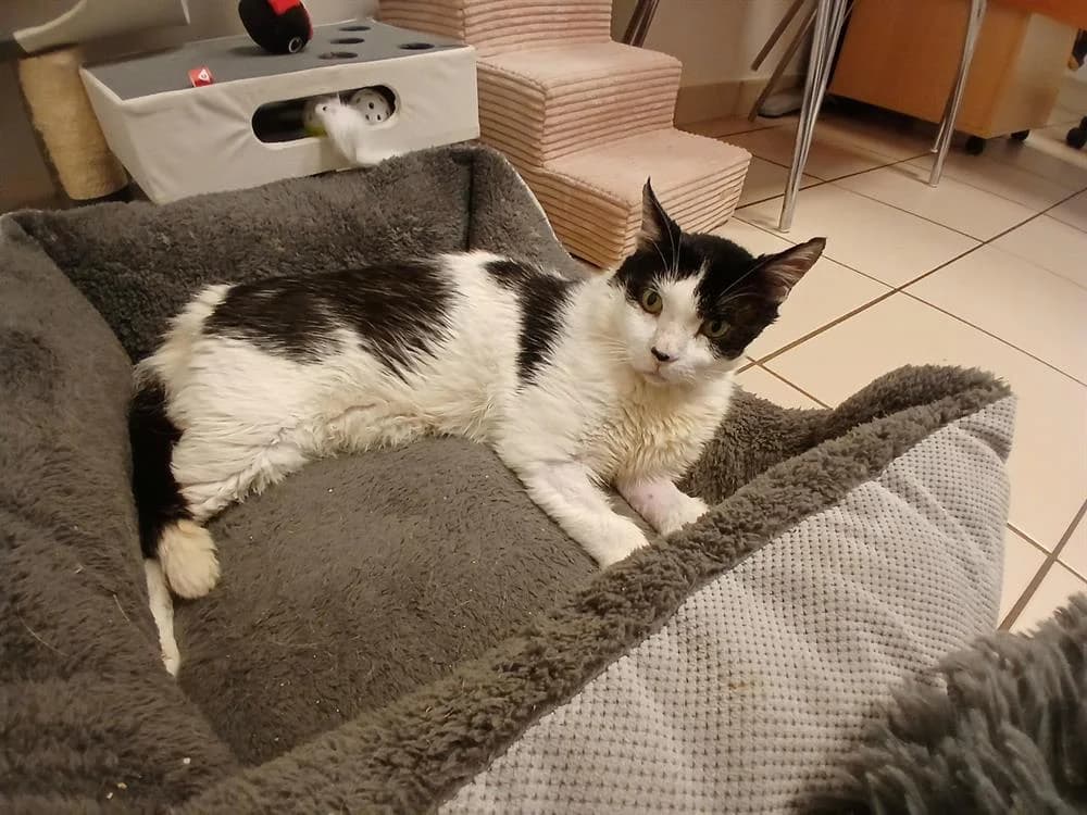 PADDY, male Mixed Breed for adoption at Vallerargues), Ales