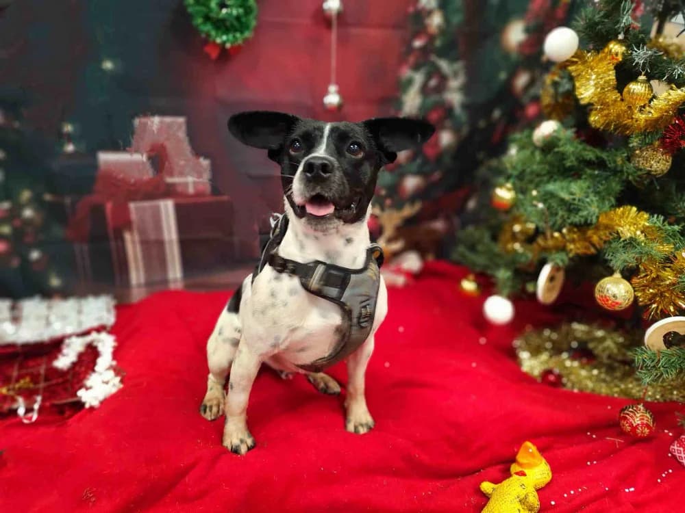 VOLT VAA, French Bulldog (SPA Vaux-le-Pénil)