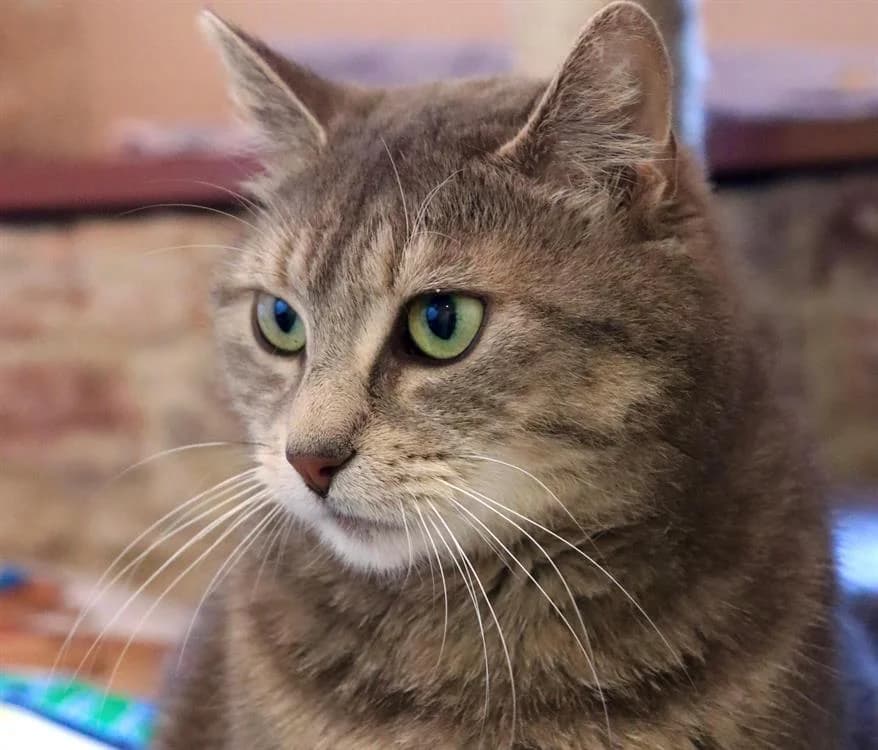 CHIPIE, female mixed breed for adoption at Voillecomte