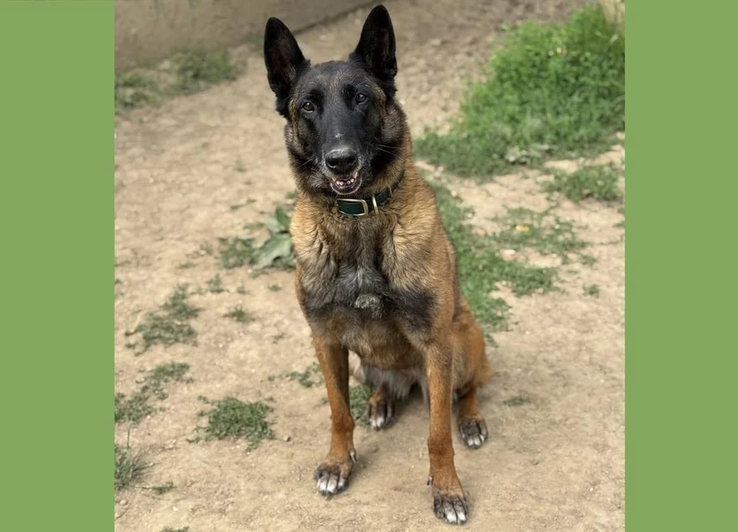 BELLA, female senior Belgian Malinois for adoption at SPA Hermeray, Hermeray