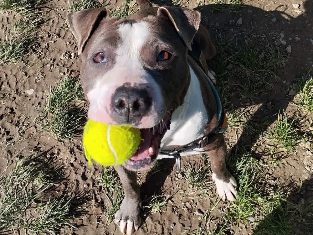 KIRA, female 7yo Mixed Breed for adoption at SPA Rennes, Rennes