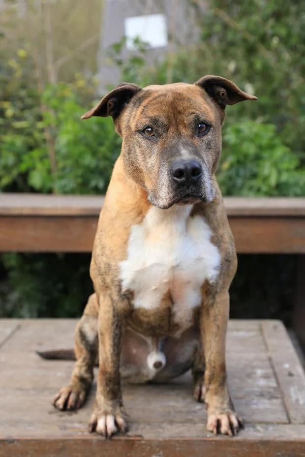 Paco, male Mixed Breed for adoption at Fondation Brigitte Bardot, Paris