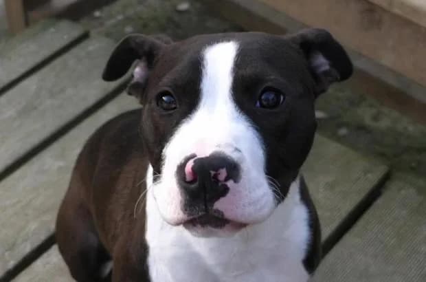 Antiope, Mixed Breed (Fondation Brigitte Bardot)
