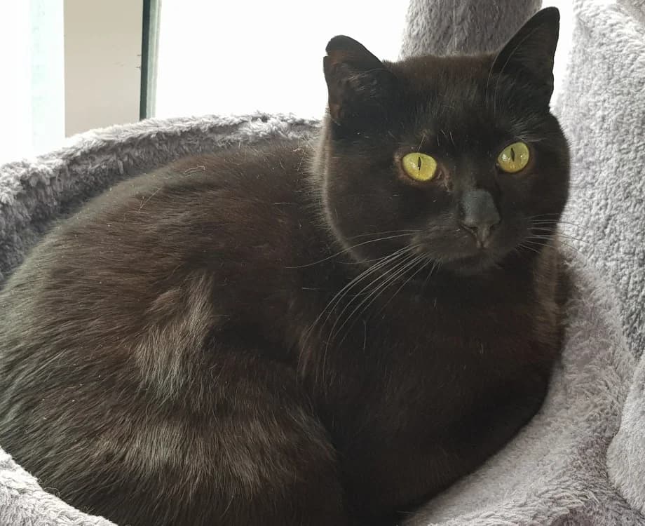BATMAN,  (SPA Briançon)