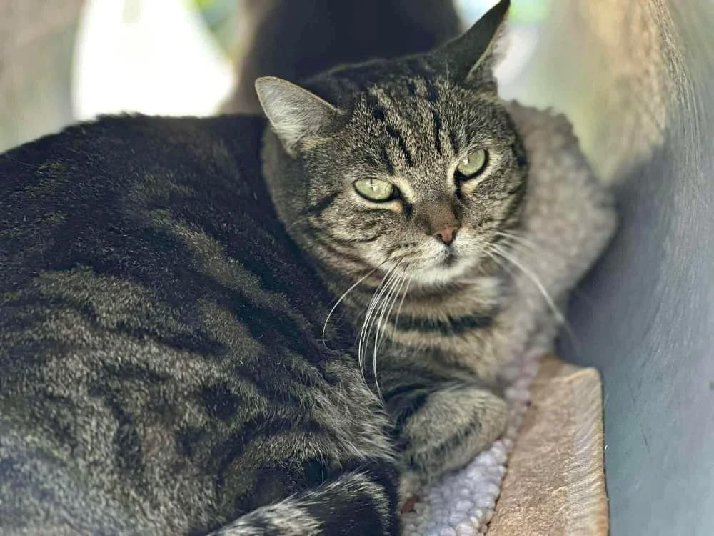PEPSIE en SOS URGENT, female 6yo mixed breed for adoption at SPA Saint-Omer, Omer