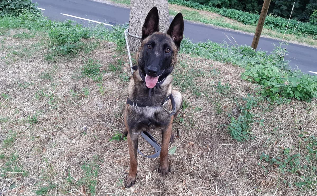 Robin, Belgian Malinois (SPA Millau)
