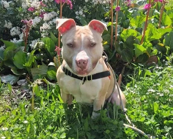 VEGA, female young mixed breed for adoption at SPA Gennevilliers (Grammont), Gennevilliers