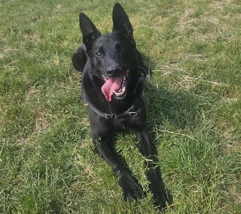 URANUS, male Mixed Breed for adoption at Gerhard Cramer), Arry