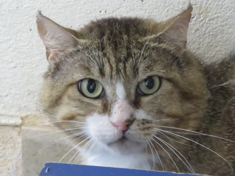 SCAR, unknown male mixed breed for adoption at SPA Mirepoix, Mirepoix