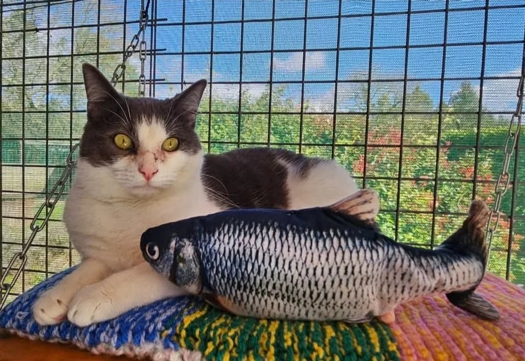 varenne, unknown male mixed breed for adoption at SPA Perpignan, Perpignan