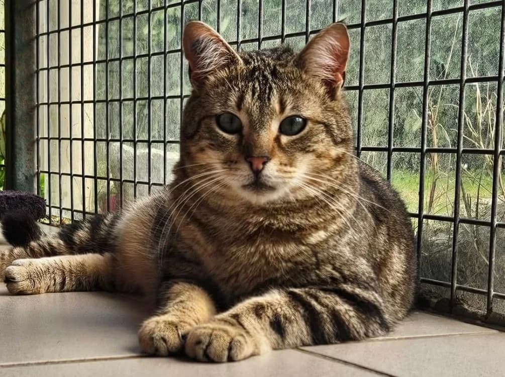 uron, male mixed breed for adoption at SPA Perpignan, Perpignan