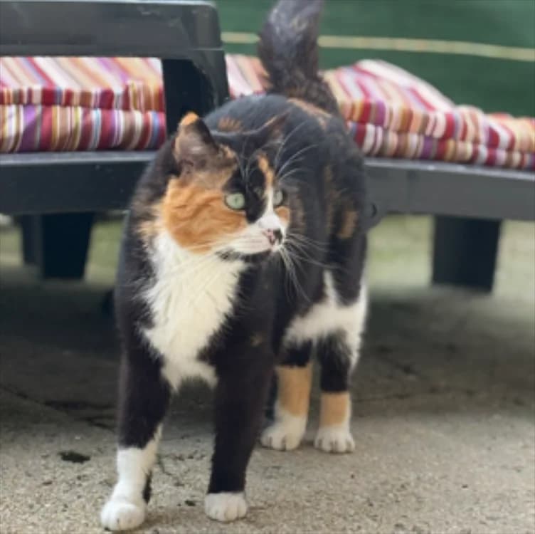 CARMINA, female senior mixed breed for adoption at Haute-Marne), Voillecomte