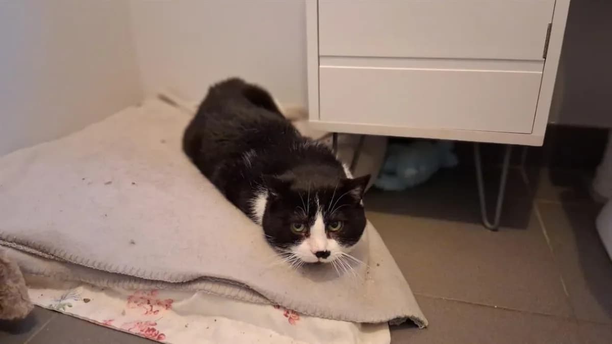 DAKAR, unknown male mixed breed for adoption at SPA La Roche-sur-Yon, Roche Sur Yon — photo 2 of 2