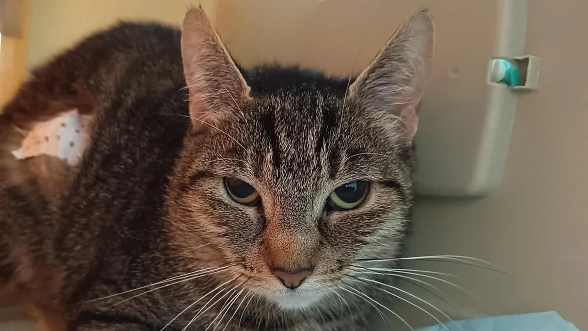SPY C, female senior mixed breed for adoption at SPA Vaux-le-Pénil, Vaux-le-Pénil