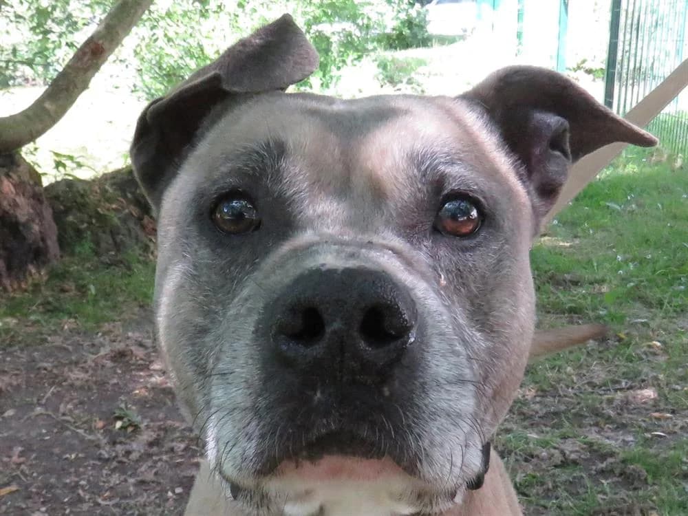 MIKE, American Staffordshire Terrier (SPA Tours (Luynes))