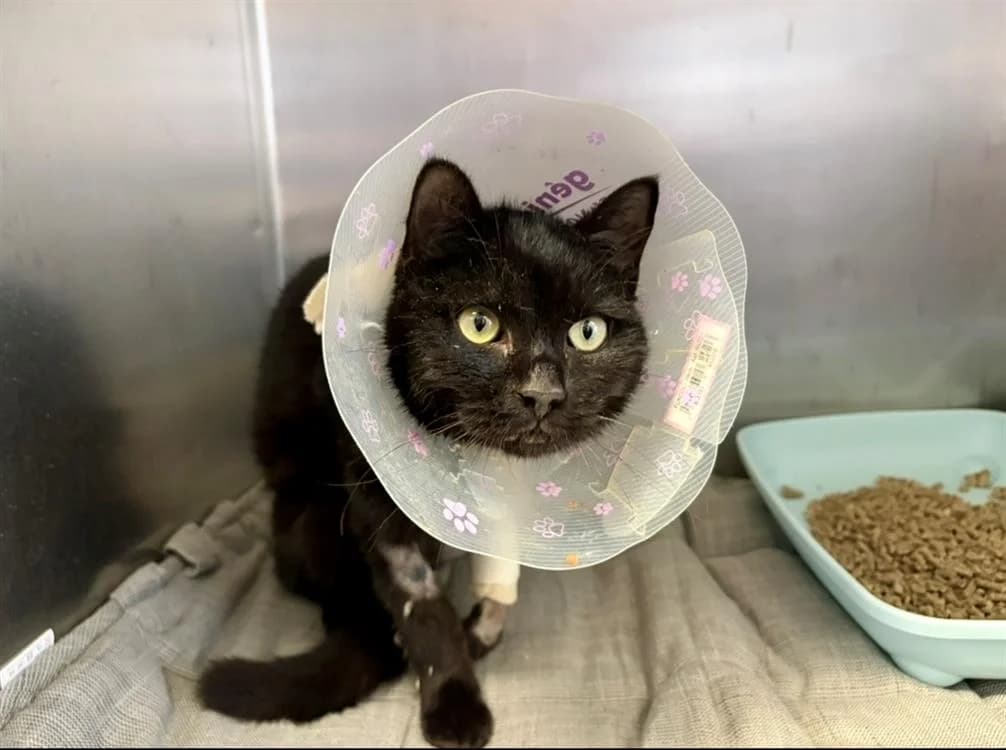 Uhu Stic, male mixed breed for adoption at Albi