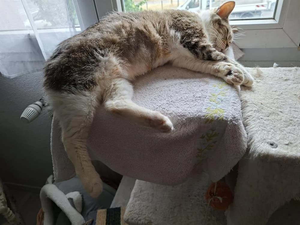 Medina, female mixed breed for adoption at Maison