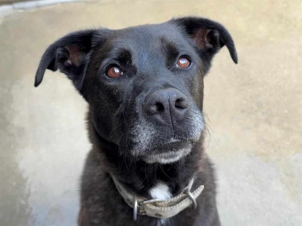 Noctis, Labrador Retriever (Bouguenais))
