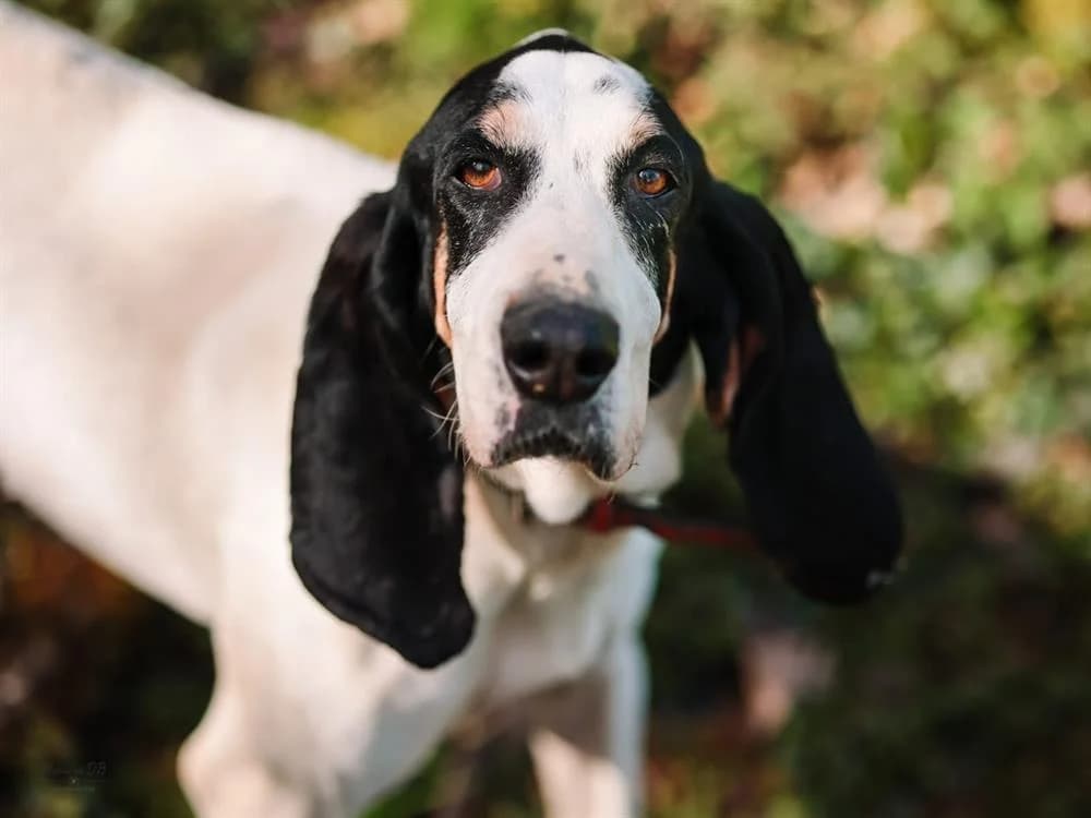 NOZ, female Mixed Breed for adoption at SPA Aix-en-Provence, Aix