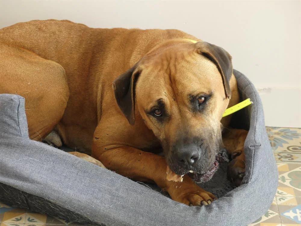 YANG, Cane Corso (Maubert-Fontaine))