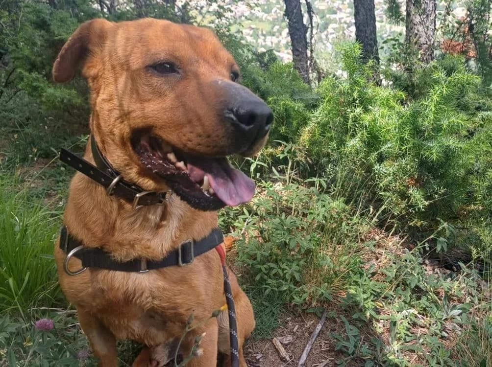 SANKO       CN, male Mixed Breed for adoption at SPA Briançon, Briancon