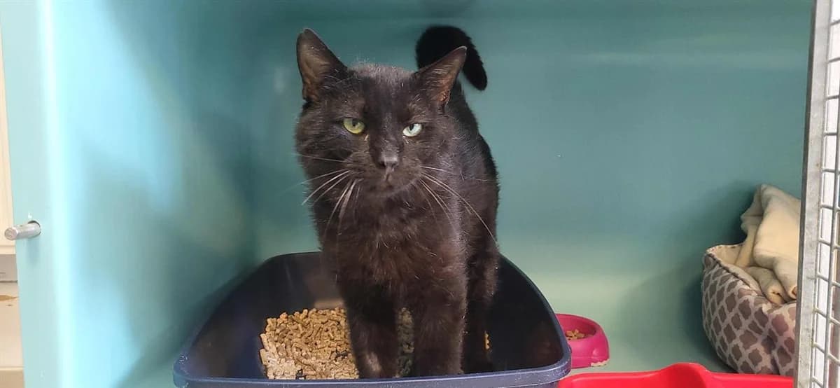 SUREAU, unknown male mixed breed for adoption at SPA Rennes, Rennes