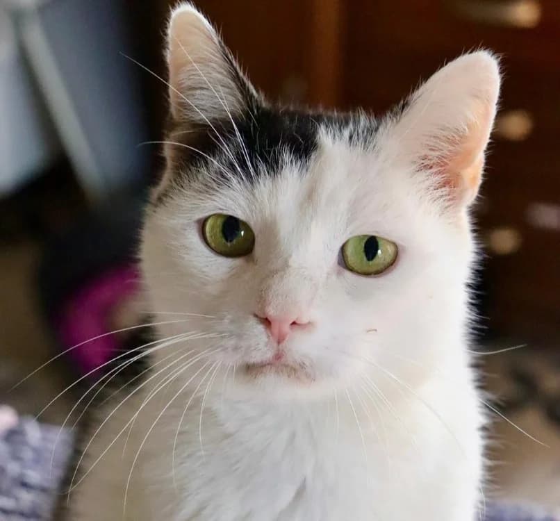 Marley, male mixed breed for adoption at Haute-Marne), Voillecomte