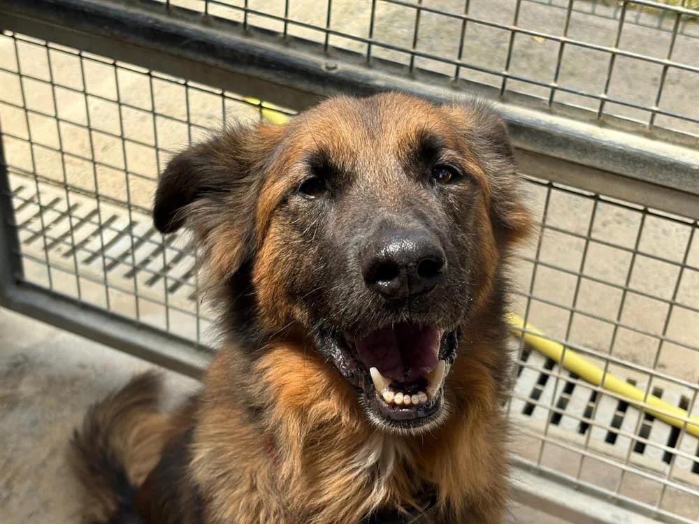 SAM, brown_chocolate male Belgian Malinois for adoption at SPA Cholet, Cholet