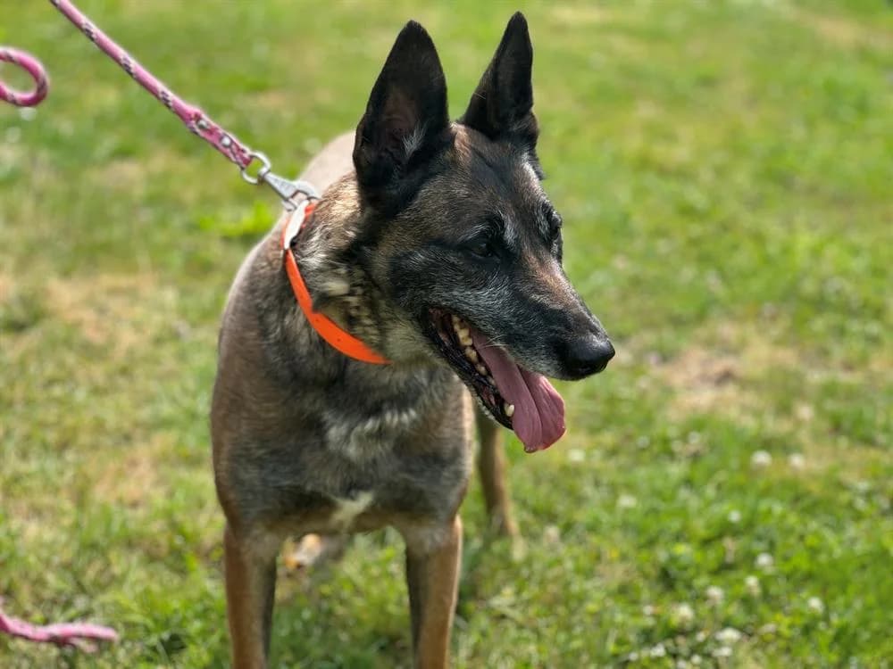 LIA en SOS URGENT, female senior Belgian Malinois for adoption at SPA Saint-Omer, Omer