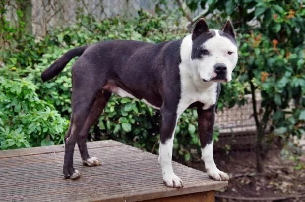 Diego, male Mixed Breed for adoption at Fondation Brigitte Bardot, Paris