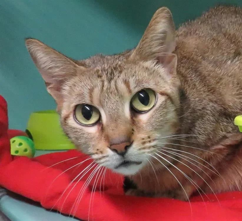 FLUFFFY, unknown female mixed breed for adoption at SPA Redon, Redon — photo 2 of 2