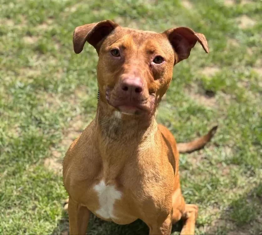 Uma CAA13637 photo 2