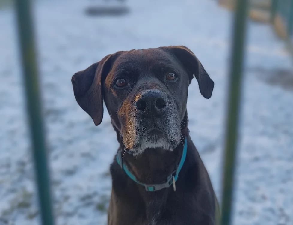 Oggy, male Labrador Retriever for adoption at Bois Pinson